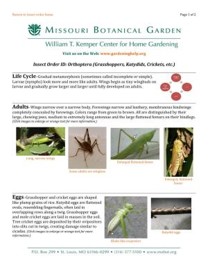 Insect Order ID: Orthoptera (Grasshoppers, Katydids, Crickets, Etc.)
