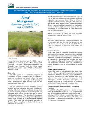 'Alma' Blue Grama, Bouteloua Gracillis (H.B.K.) Lag Ex Griffiths, Conservation Plant Release Brochure