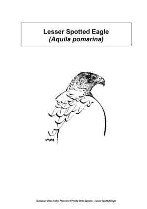 Lesser Spotted Eagle (Aquila Pomarina)