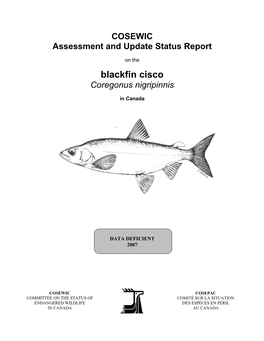 Blackfin Cisco (Coregonus Nigripinnis) Caught in the Little Jackfish River in 2004