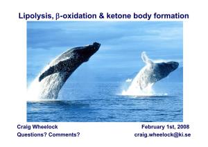 Lipolysis, Β-Oxidation & Ketone Body Formation