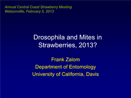 Drosophila and Mites in Strawberries, 2013?