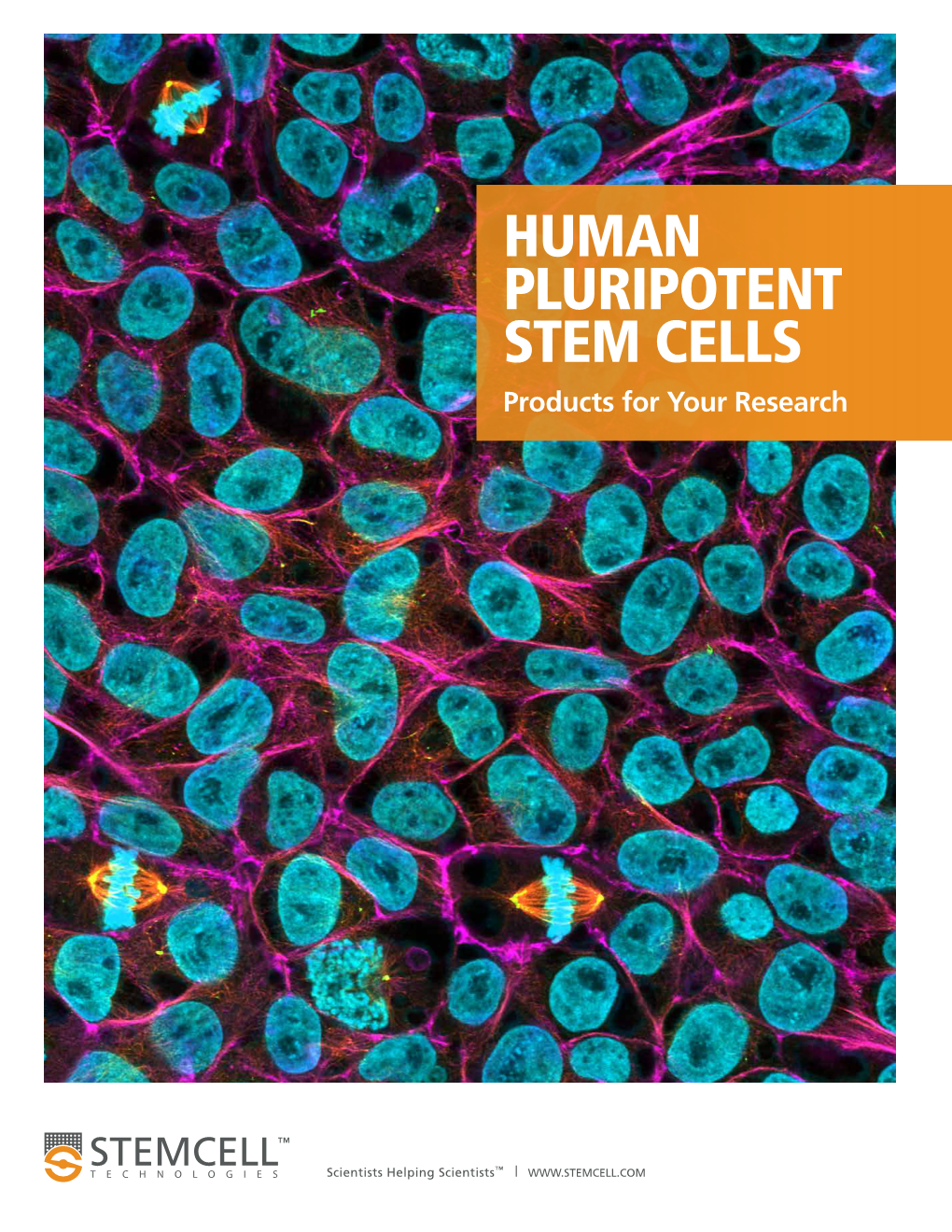 Products for Human Pluripotent Stem Cells