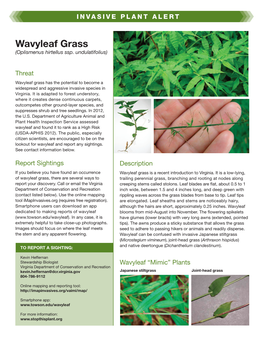 Wavyleaf Grass (Oplismenus Hirtellus Ssp
