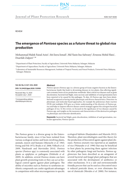 The Emergence of Pantoea Species As a Future Threat to Global Rice Production