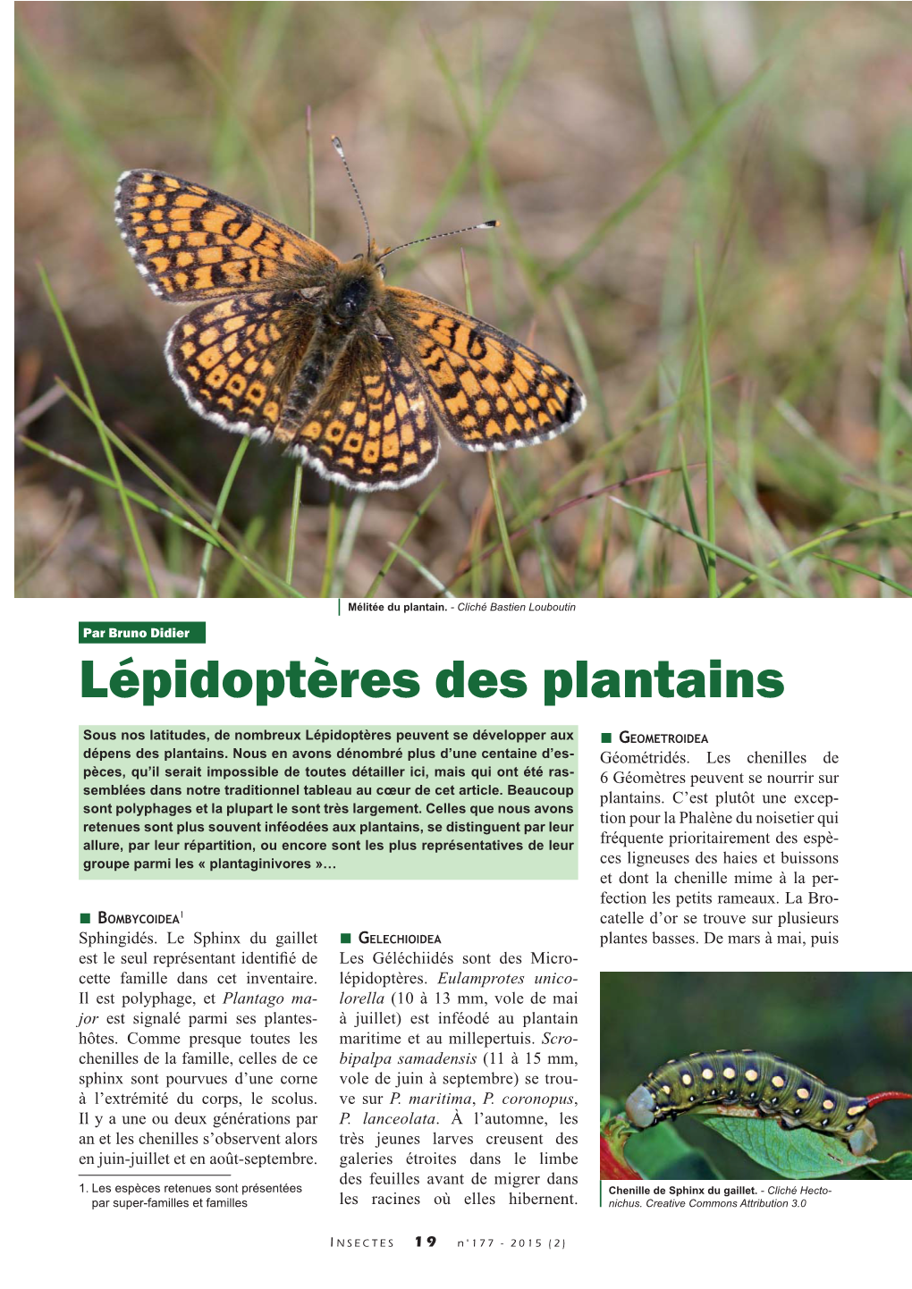 Lépidoptères Des Plantains / Insectes N°