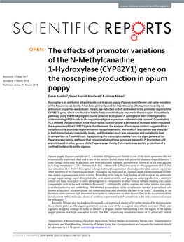 (CYP82Y1) Gene on the Noscapine Production in Opium Poppy