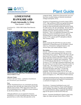 Limestone Hawksbeard: Crepis Intermedia