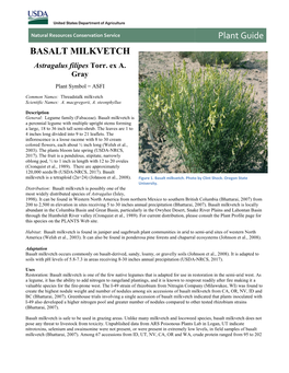 Plant Guide for Basalt Milkvetch (Astragalus Filipes)