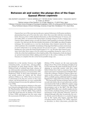 The Plunge Dive of the Cape Gannet Morus Capensis