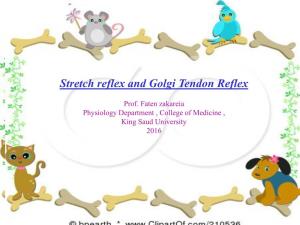 Stretch Reflex and Golgi Tendon Reflex
