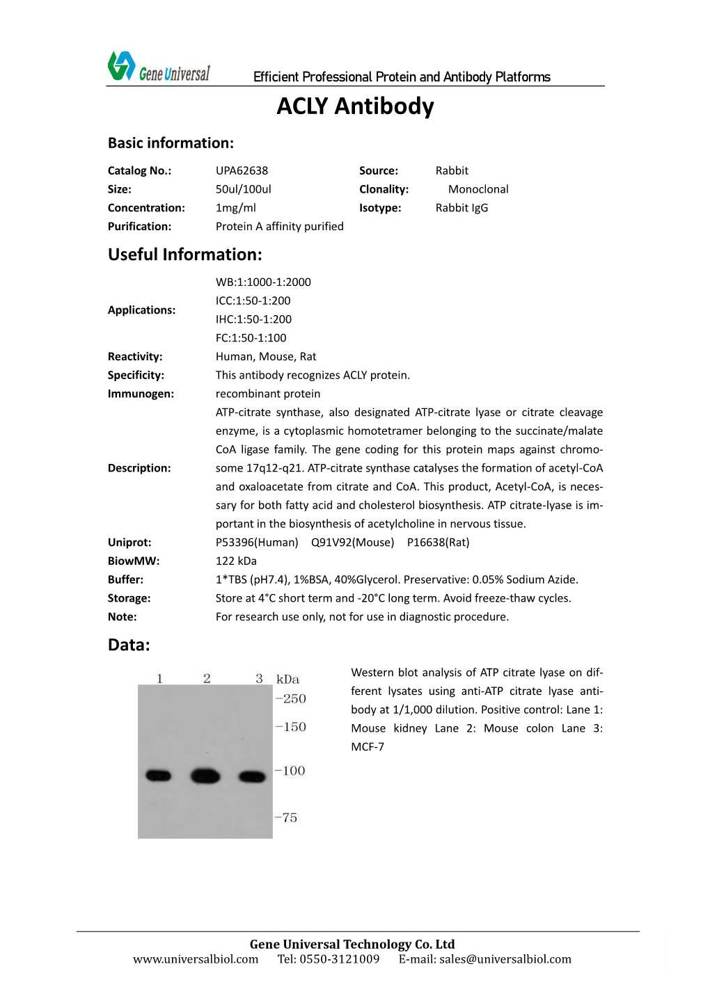 ACLY Antibody