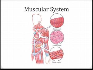Muscular System 2018