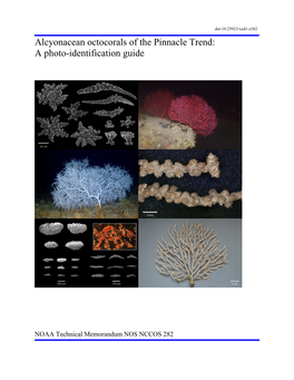 Alcyonacean Octocorals of the Pinnacle Trend: a Photo-Identification Guide