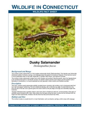 Dusky Salamander Desmognathus Fuscus