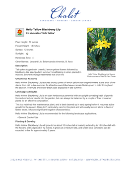 Chalet Nursery Hello Yellow Blackberry Lily