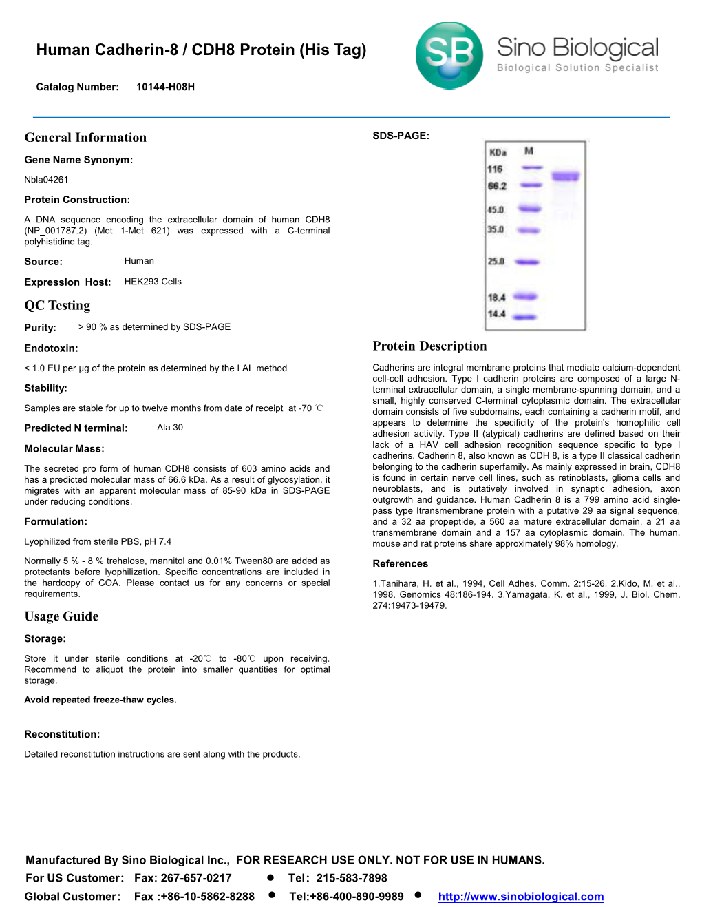 Human Cadherin-8 / CDH8 Protein (His Tag)