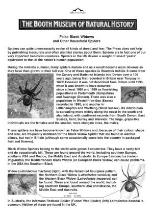 False Black Widows and Other Household Spiders