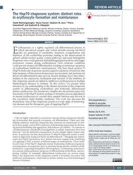 The Hsp70 Chaperone System: Distinct Roles in Erythrocyte Formation and Maintenance Ferrata Storti Foundation