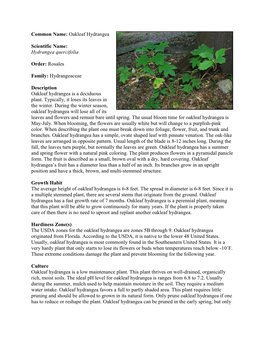 Hydrangea Quercifolia Order