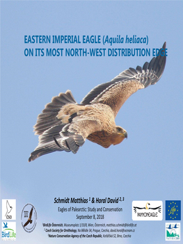 EASTERN IMPERIAL EAGLE (Aquila Heliaca) on ITS MOST NORTH