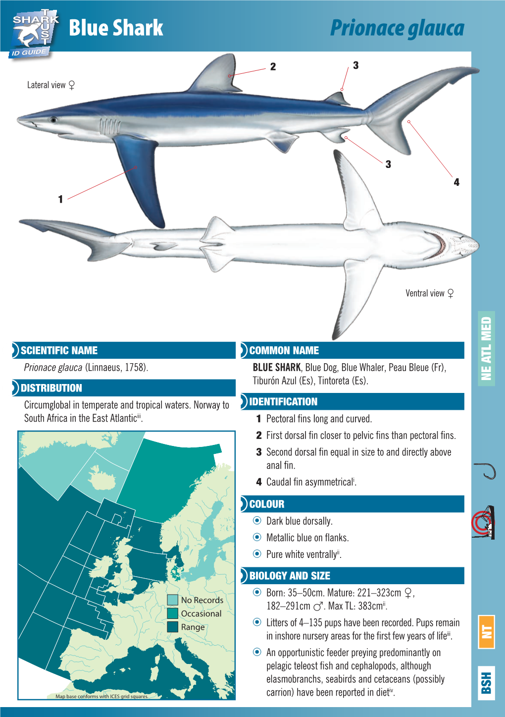 Blue Shark Prionace Glauca