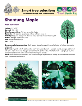 Shantung Maple Acer Truncatum
