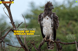 The Martial Eagle Terror of the African Bush