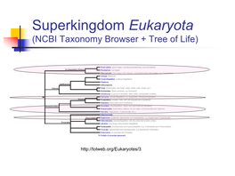 Superkingdom Eukaryota (NCBI Taxonomy Browser + Tree of Life)