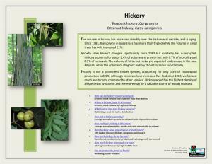 Hickory Report