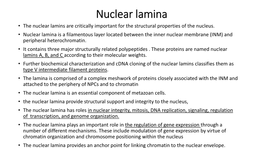 Nuclear Lamina • the Nuclear Lamins Are Critically Important for the Structural Properties of the Nucleus