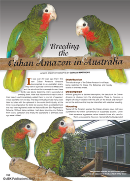 Cuban Amazon in Australia