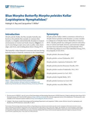 Blue Morpho Butterfly Morpho Peleides Kollar (Lepidoptera: Nymphalidae)1