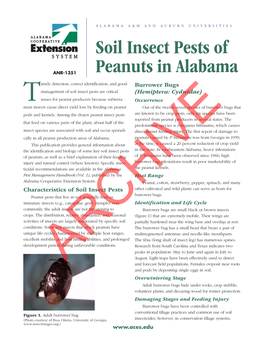 Soil Insect Pests of Peanuts in Alabama 3 Injury Caused by Beetles Late in the Season Generally Is Not Threatening to the Crop