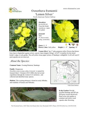 Oenothera Fremontii ‘Lemon Silver’ North American Native Cultivar