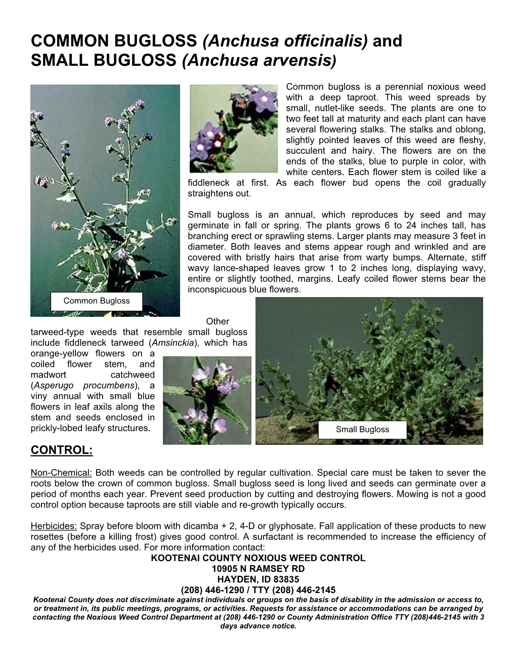 COMMON BUGLOSS (Anchusa Officinalis) and SMALL BUGLOSS (Anchusa Arvensis)
