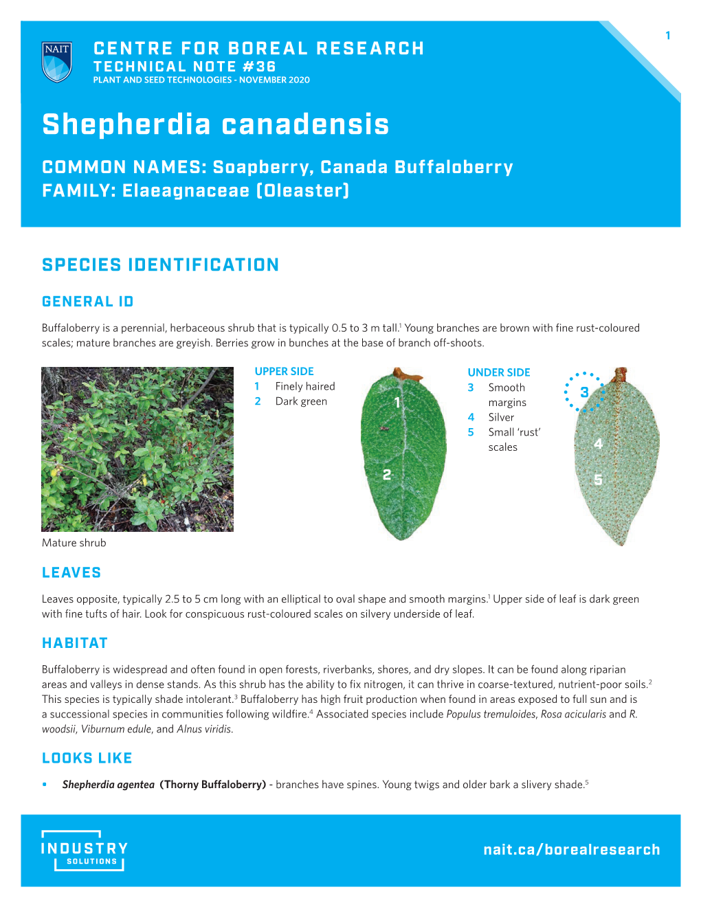 Shepherdia Canadensis COMMON NAMES: Soapberry, Canada Buffaloberry FAMILY: Elaeagnaceae (Oleaster)