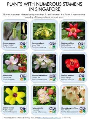 PLANTS with NUMEROUS STAMENS in SINGAPORE Numerous Stamens Refers to Having More Than 20 Fertile Stamens in a Flower