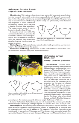 Melanoplus Furcatus Scudder Melanoplus Gurneyi Strohecker