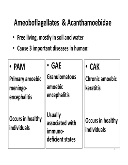 Ameoboflagellates & Acanthamoebidae • GAE • CAK •
