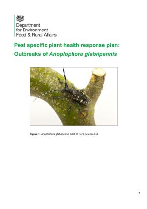 Anoplophora Glabripennis Asian Longhorn Beetle