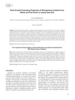 Plant Growth Promoting Properties of Rhizobacteria Isolated from Wheat and Pea Grown in Loamy Sand Soil