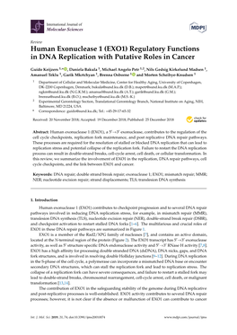 Human Exonuclease 1 (EXO1) Regulatory Functions in DNA Replication with Putative Roles in Cancer