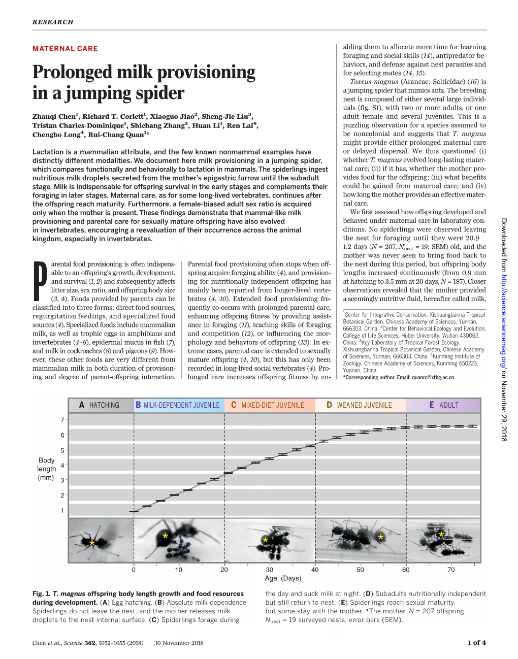 Prolonged Milk Provisioning in a Jumping Spider Zhanqi Chen, Richard T