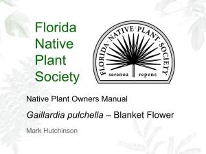 Pulchella – Blanket Flower