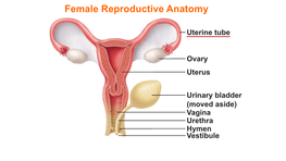 Uterine Tube Ovary Uterus Urinary Bladder