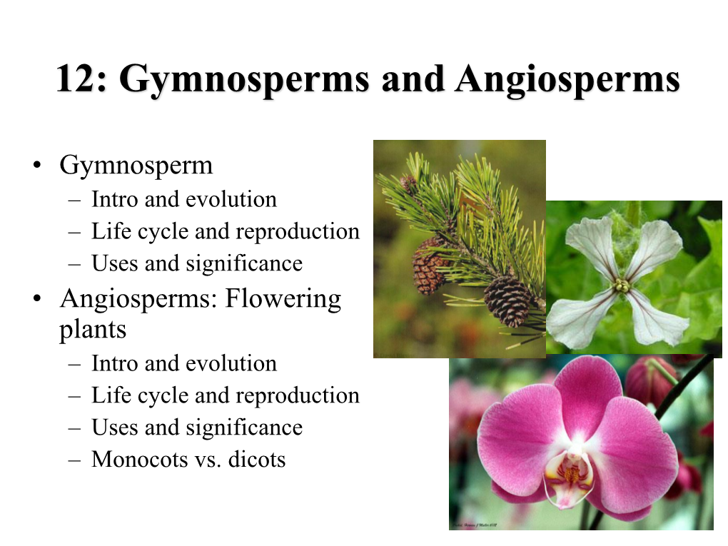 Lecture 12: Gymnosperms and Angiosperms