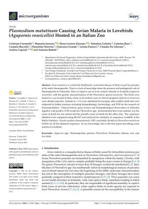 Plasmodium Matutinum Causing Avian Malaria in Lovebirds (Agapornis Roseicollis) Hosted in an Italian Zoo