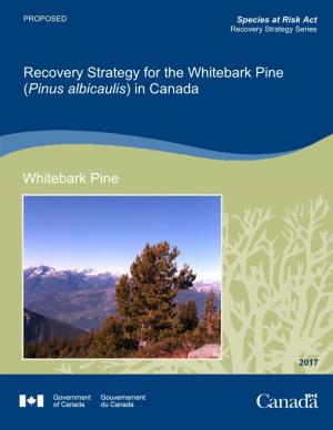 Recovery Strategy for the Whitebark Pine (Pinus Albicaulis) in Canada