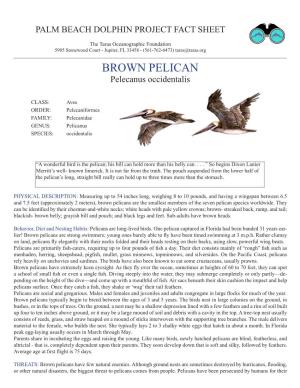BROWN PELICAN Pelecanus Occidentalis